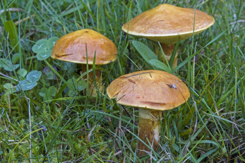Grevillei del Suillus en hierba verde imagen de archivo Grevillei del Suillus en hierba verde imagen de archivo