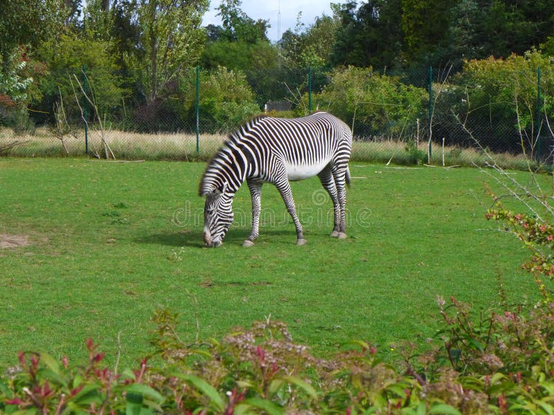 Grevy`s zebra grazing in a field.