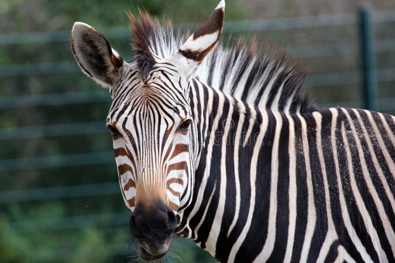 Grevy s Zebra portrait