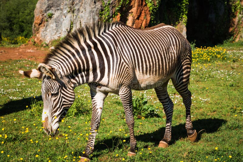 Grevy's Zebra, samburu national park, Kenya stock photo Grevy's Zebra, samburu national park, Kenya stock photo