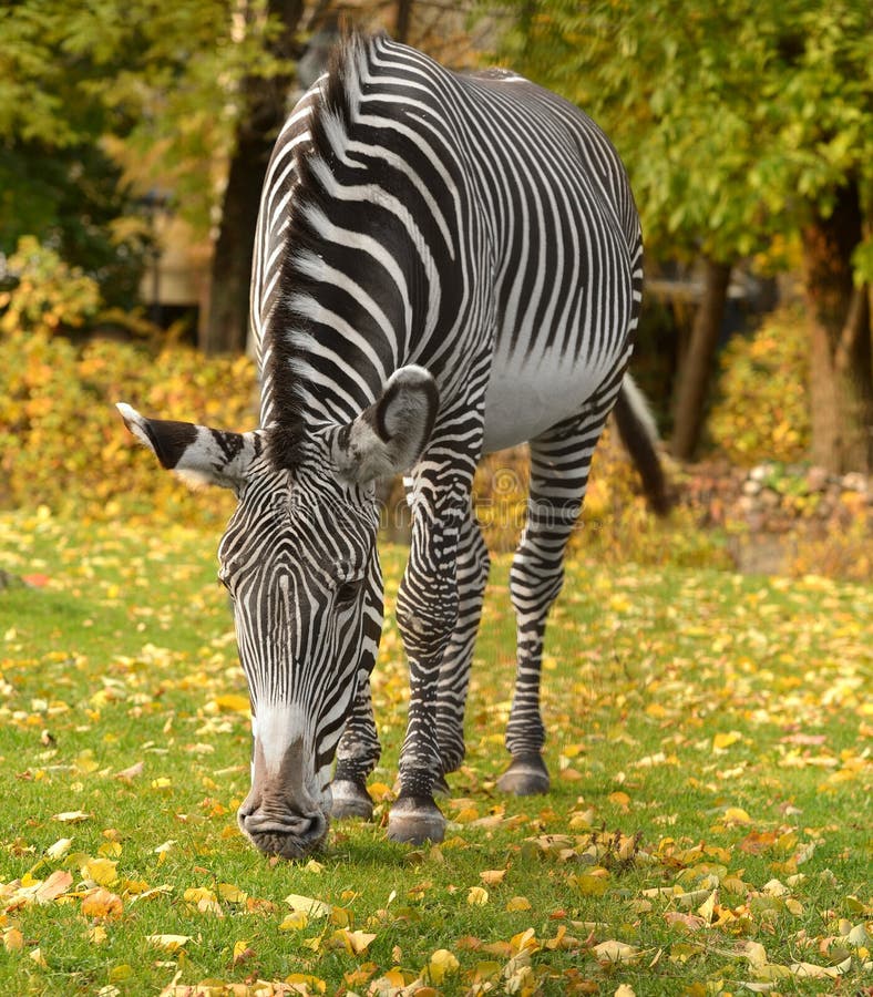 Grevyi del Equus de la cebra de Grevy, conocido como cebra imperial fotografía de archivo Grevyi del Equus de la cebra de Grevy, conocido como cebra imperial fotografía de archivo
