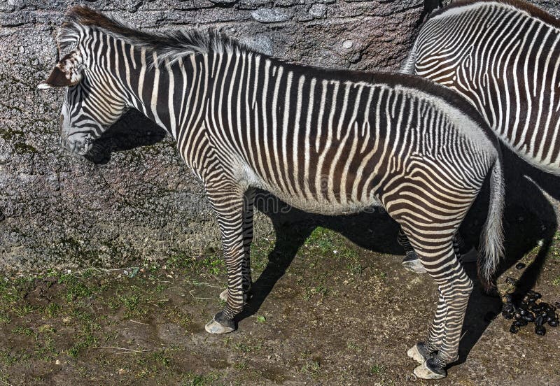 Grevy`s zebra at the rock. Latin name - Equus grevyi. Grevy`s zebra at the rock. Latin name - Equus grevyi