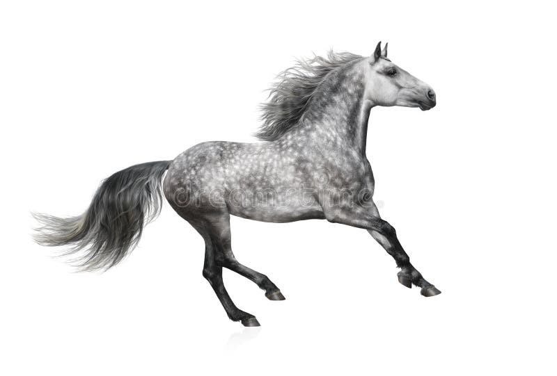 The grey Andalusian stallion gallops on white background
