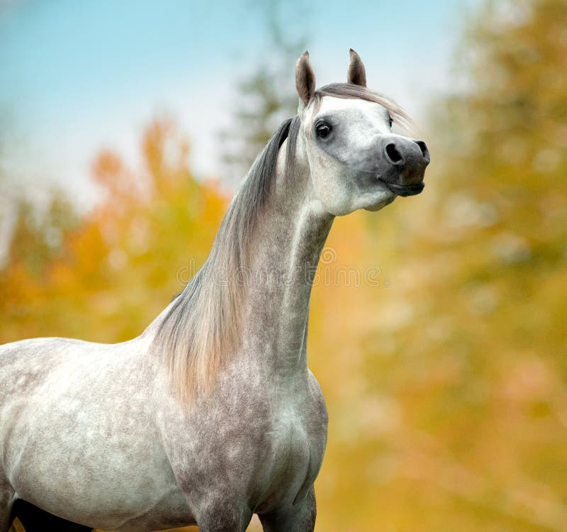 Grey arabian dappled horse autumn portrait stock images
