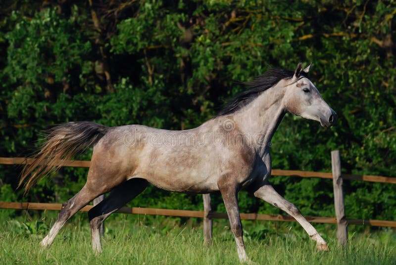 Grey arabian horse stock images