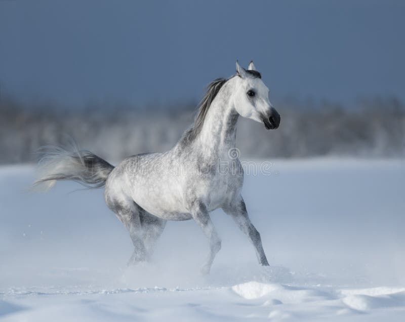 Grey arabian horse gallops on snow field royalty free stock image