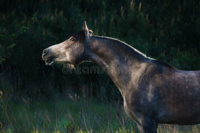 Grey arabian horse portrait stock photography