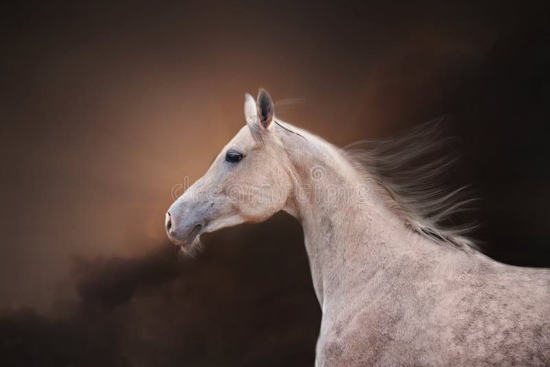 The Grey Arabian Horse portrait royalty free stock image