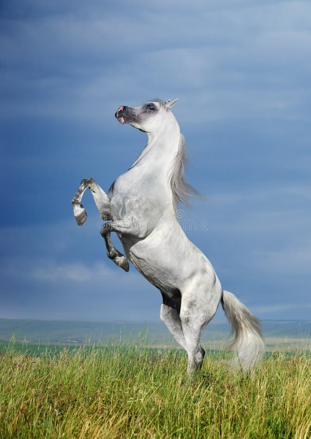 A grey arabian horse rearing stock photo