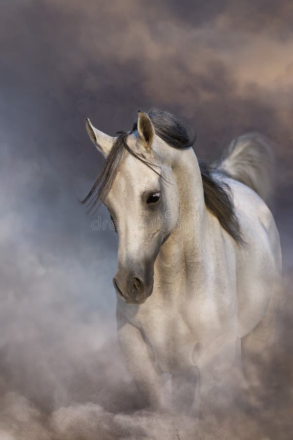 Grey arabian horse royalty free stock photos