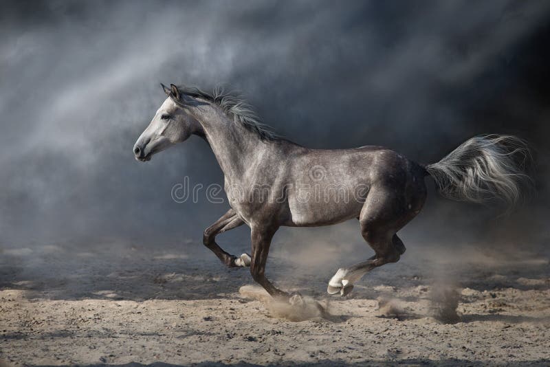 Grey arabian horse run royalty free stock photos