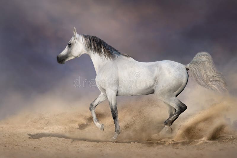Grey arabian horse run royalty free stock image