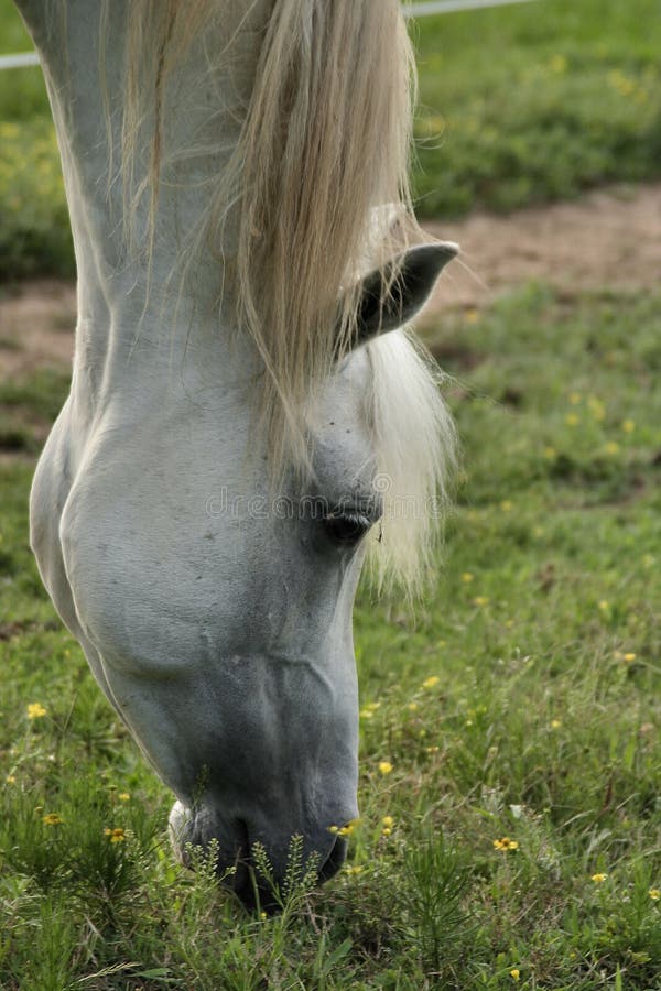 Grey Arabian Stallion grazing royalty free stock image