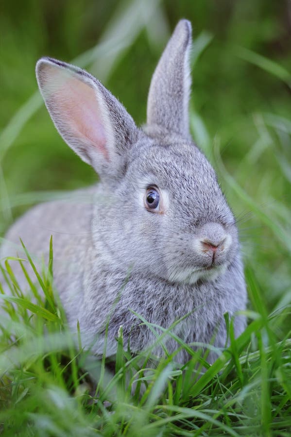Grey Baby Rabbit in the Grass Stock Image Image of farm, outdoor