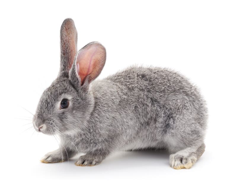 Grey baby rabbit. stock image. Image of camera, animal 66177509