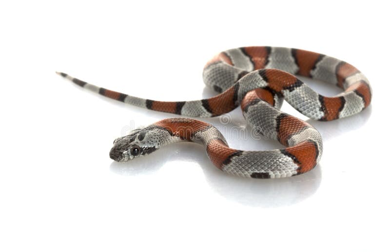 Grey-banded King Snake