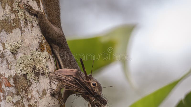 Grey-bellied Squirrel Carrying Nesting Material