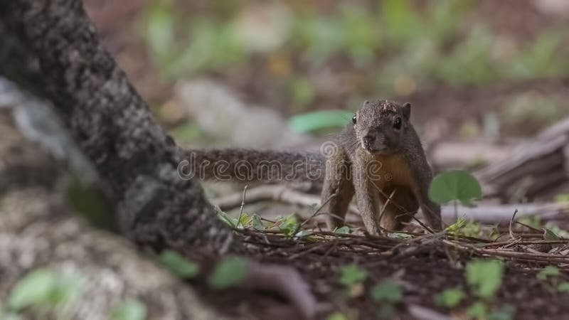Grey-bellied Squirrel Wandering
