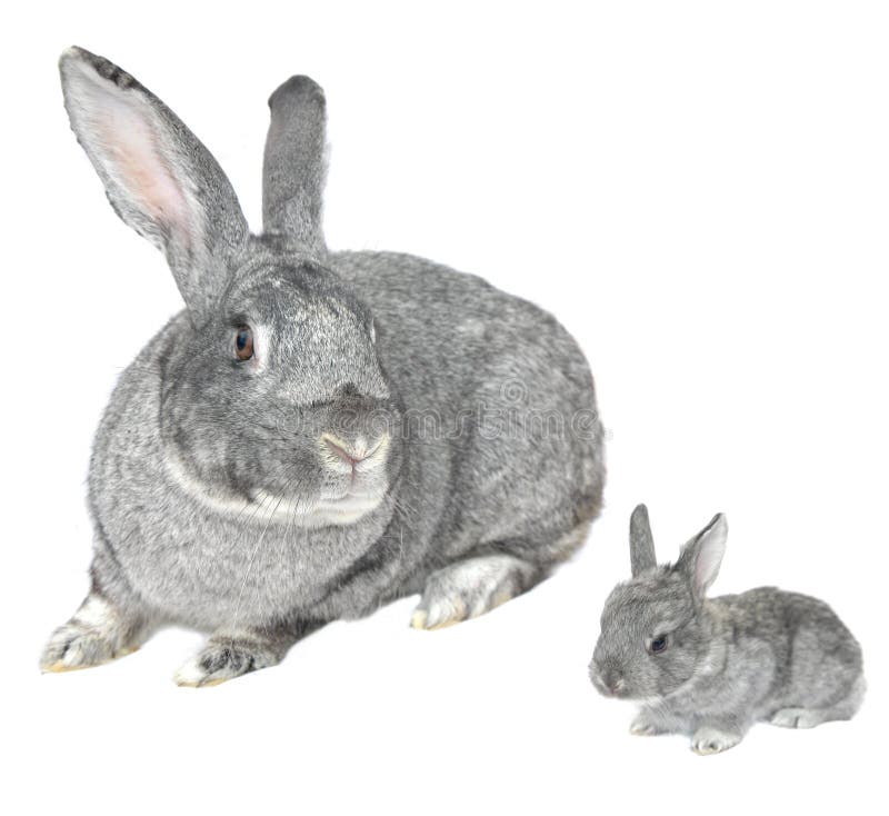 Grey big rabbit