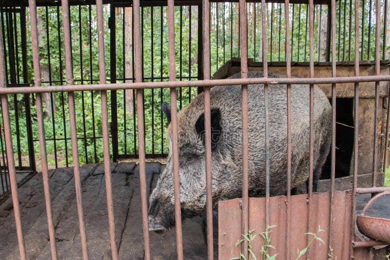 Grey Boar in a Cage in Summer Day Stock Photo Image of europe