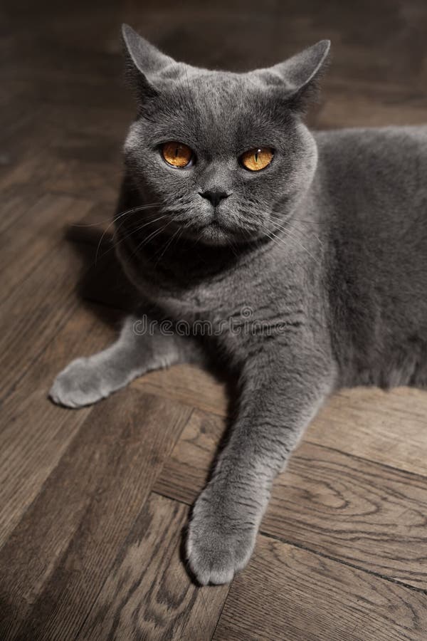Grey British cat