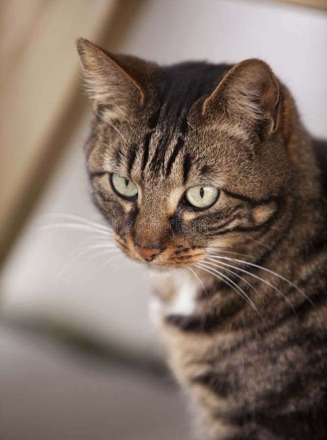 Grey brown cat stock photo. Image of face, close, pets - 24791192