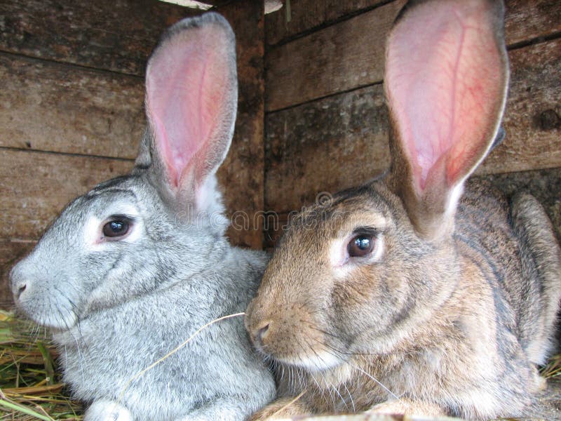 Grey and brown rabbits stock photo. Image of rural, life 10139378