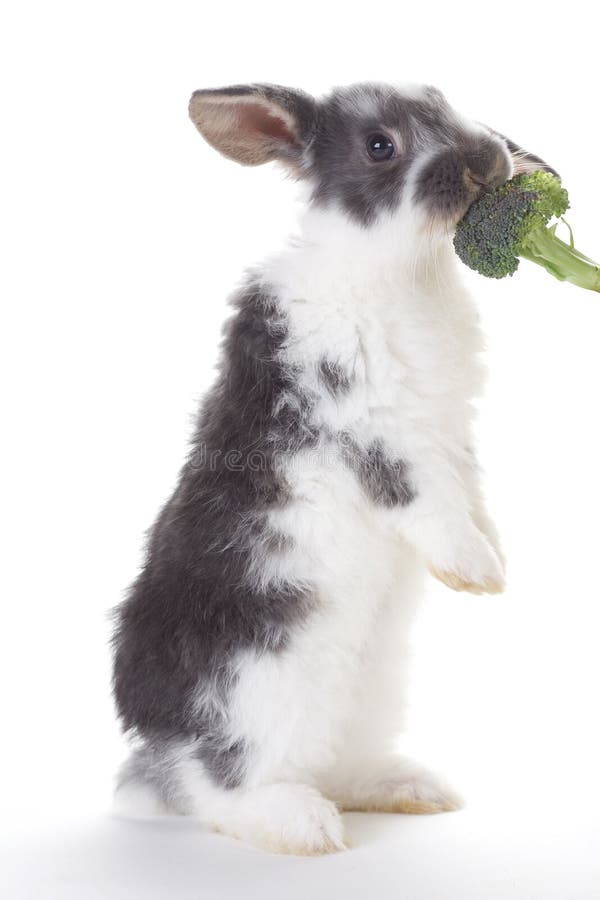 Grey bunny eating a broccoli, isolated