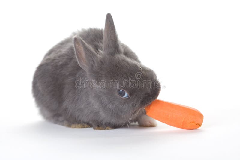 Grey bunny eating a carrot, isolated