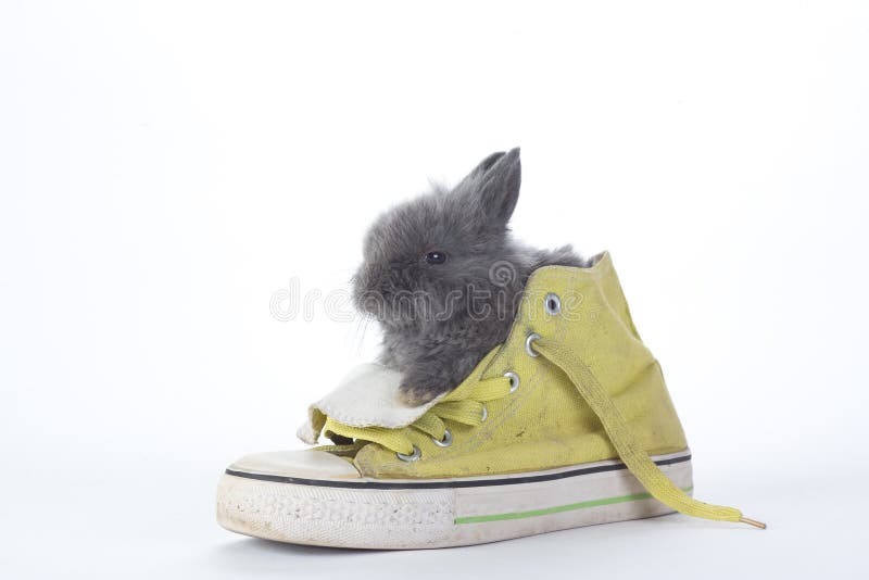 Grey bunny in the gym shoes, isolated