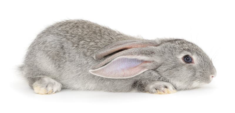 Grey bunny rabbit. stock photos Grey bunny rabbit. stock photos