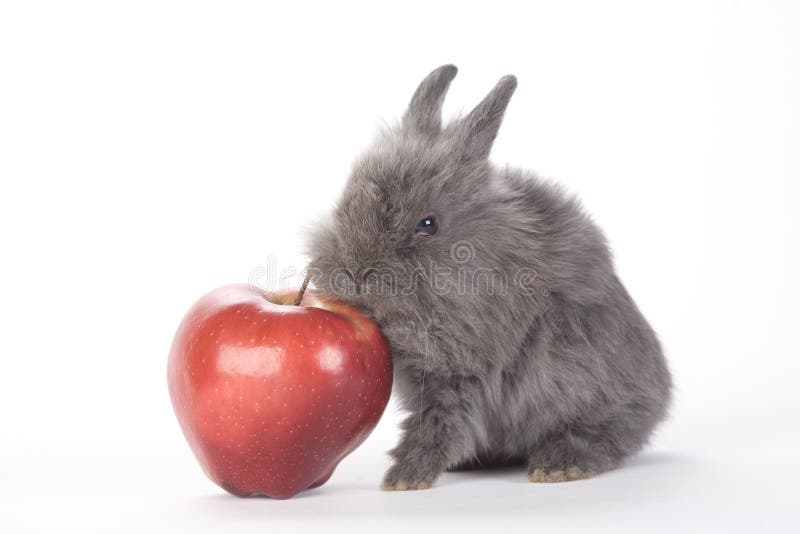 Grey bunny and an red apple, isolated