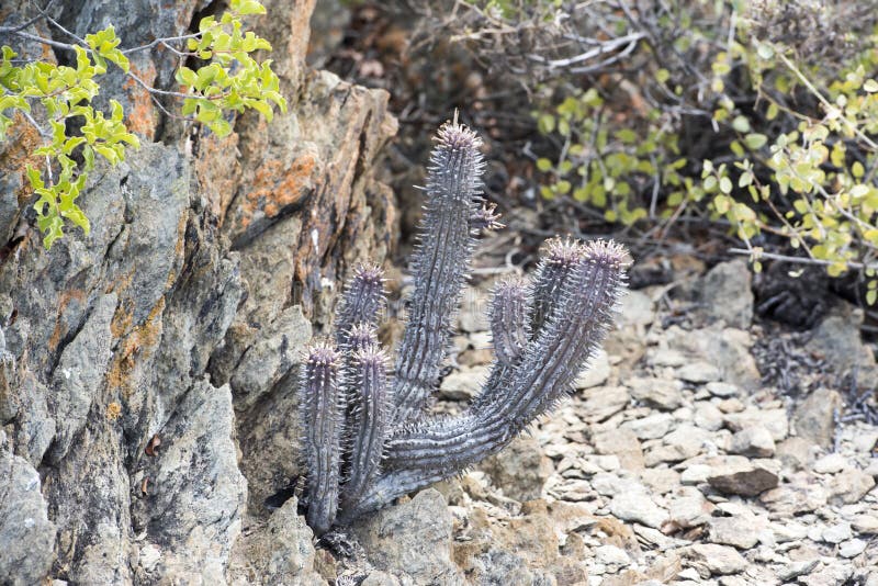 Grey cactus stock photo. Image of desert, grow, needles - 66525448