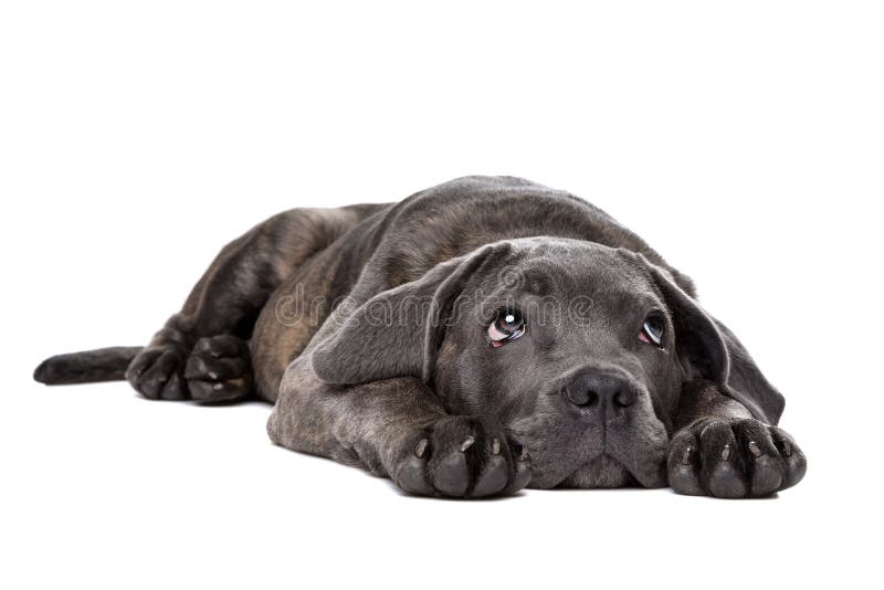 Grey cane corso puppy dog stock image. Image of corso 47297223