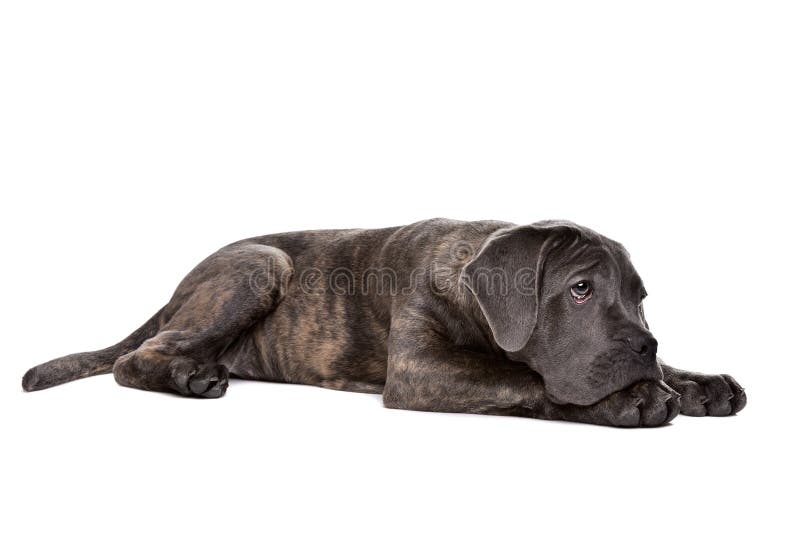 Grey cane corso puppy dog stock image. Image of mastiff
