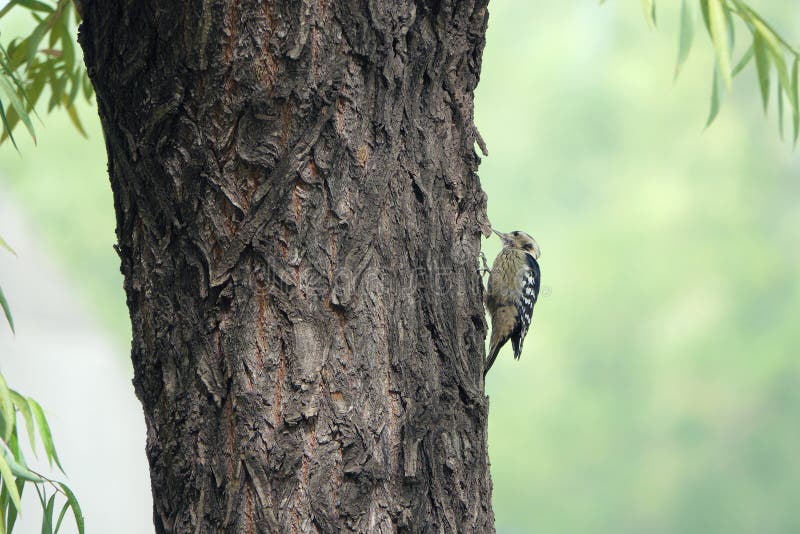 Grey-capped Pygmy Woodpecker stock photo