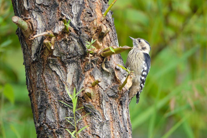 Grey-capped Pygmy Woodpecker stock images