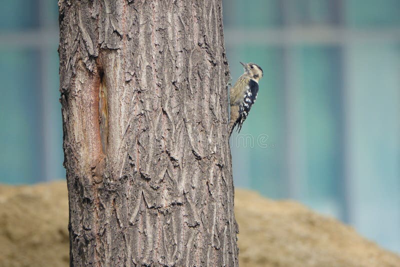 Grey-capped Pygmy Woodpecker royalty free stock photos