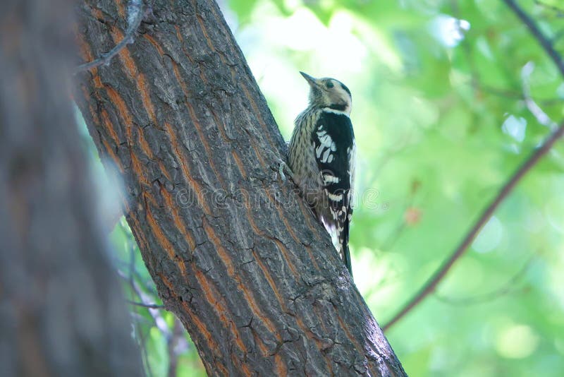 Grey-capped Pygmy Woodpecker stock image