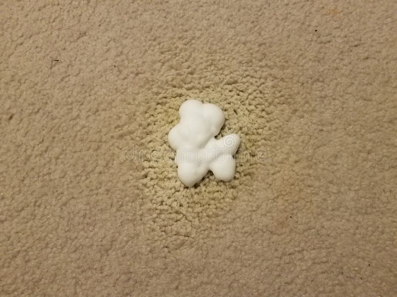 Grey Carpet with Pet Pee Stain and Foam Stock Image Image of spill