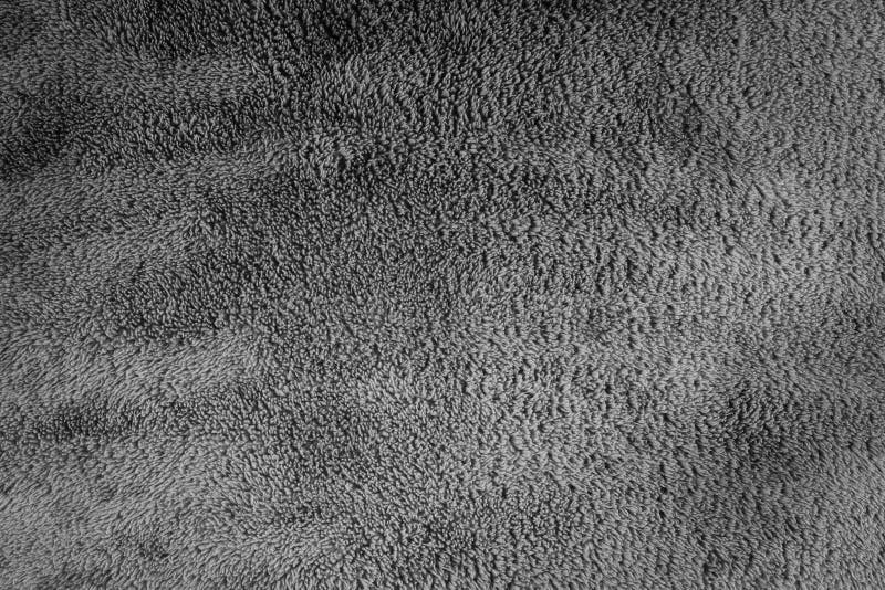 Grey Carpet Texture or Background. Grey Surface Stock Photo Image of background, carpet 239014896