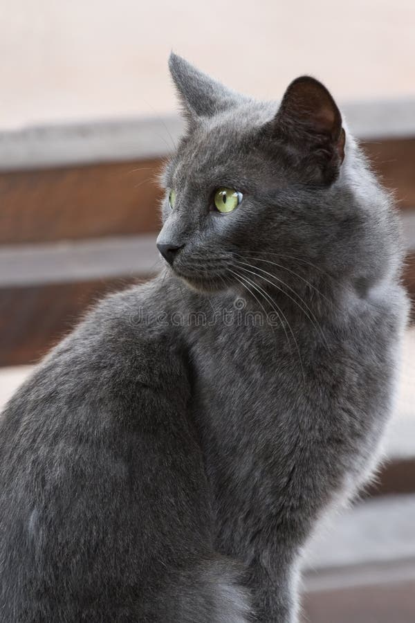 Grey cat stock photo. Image of kittie, grey, furry, carnivore 14166228