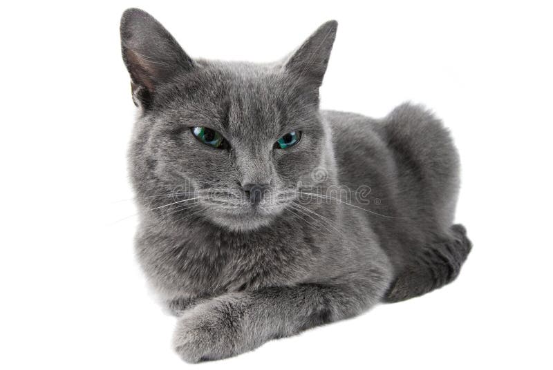 Grey cat