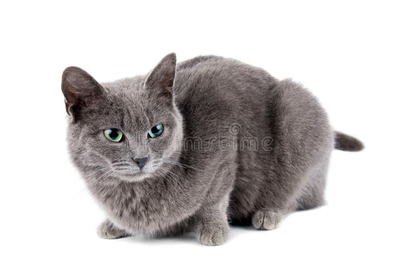 Grey cat