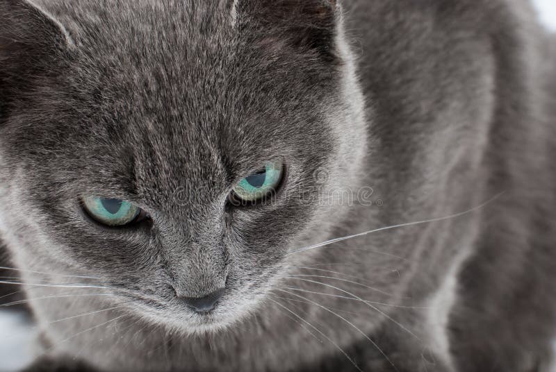 Grey cat