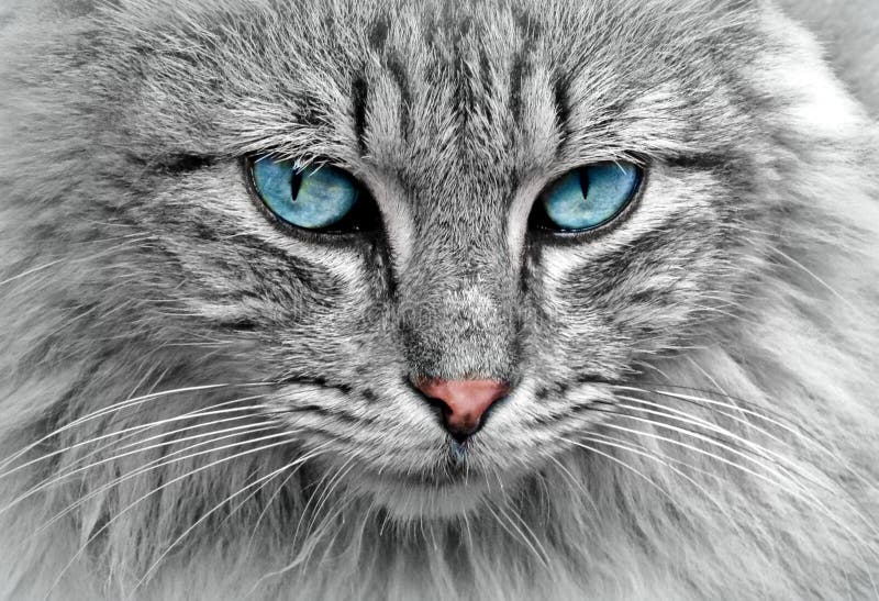 Free Public Domain CC0 Image Grey Cat With Blue Eyes Picture. Image