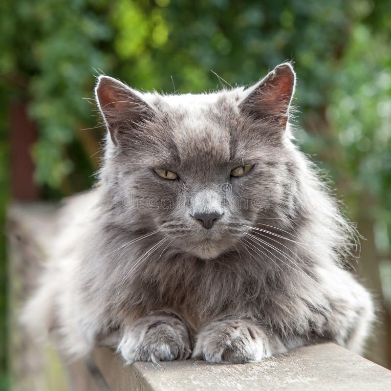 Grey Cat de cabelos compridos idosa com os olhos amarelos em trilhos foto de stock