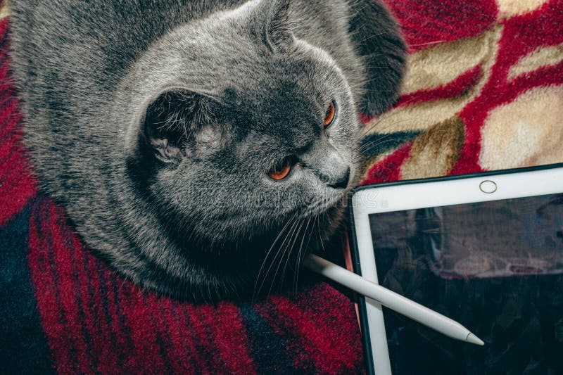 Grey Cat, Electronic Tablet and Stylus, Pet Stock Photo Image of
