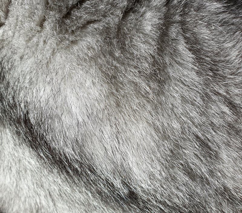 Grey Cat Fur Texture Background. Natural Texture of Gray Long Hair Fur