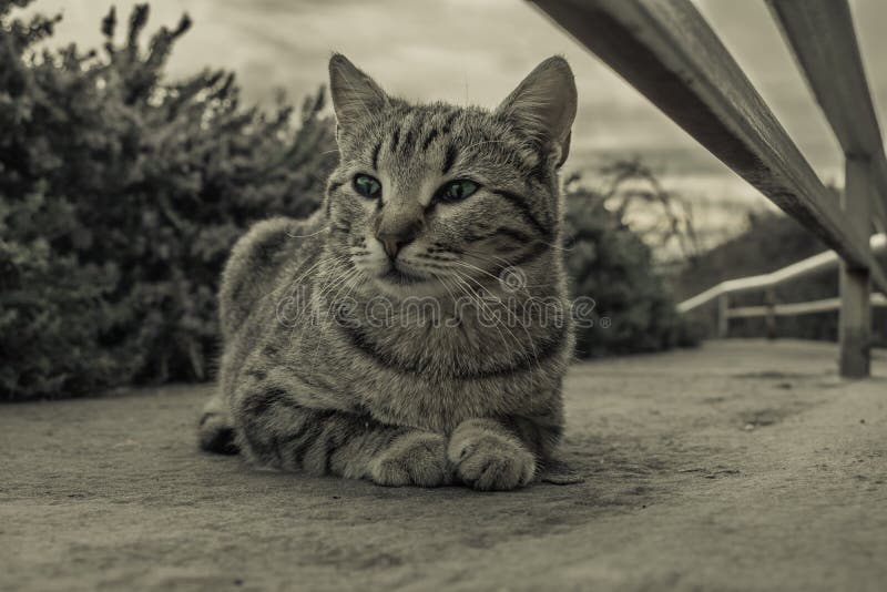 Grey cat with green eyes royalty free stock photos Grey cat with green eyes royalty free stock photos